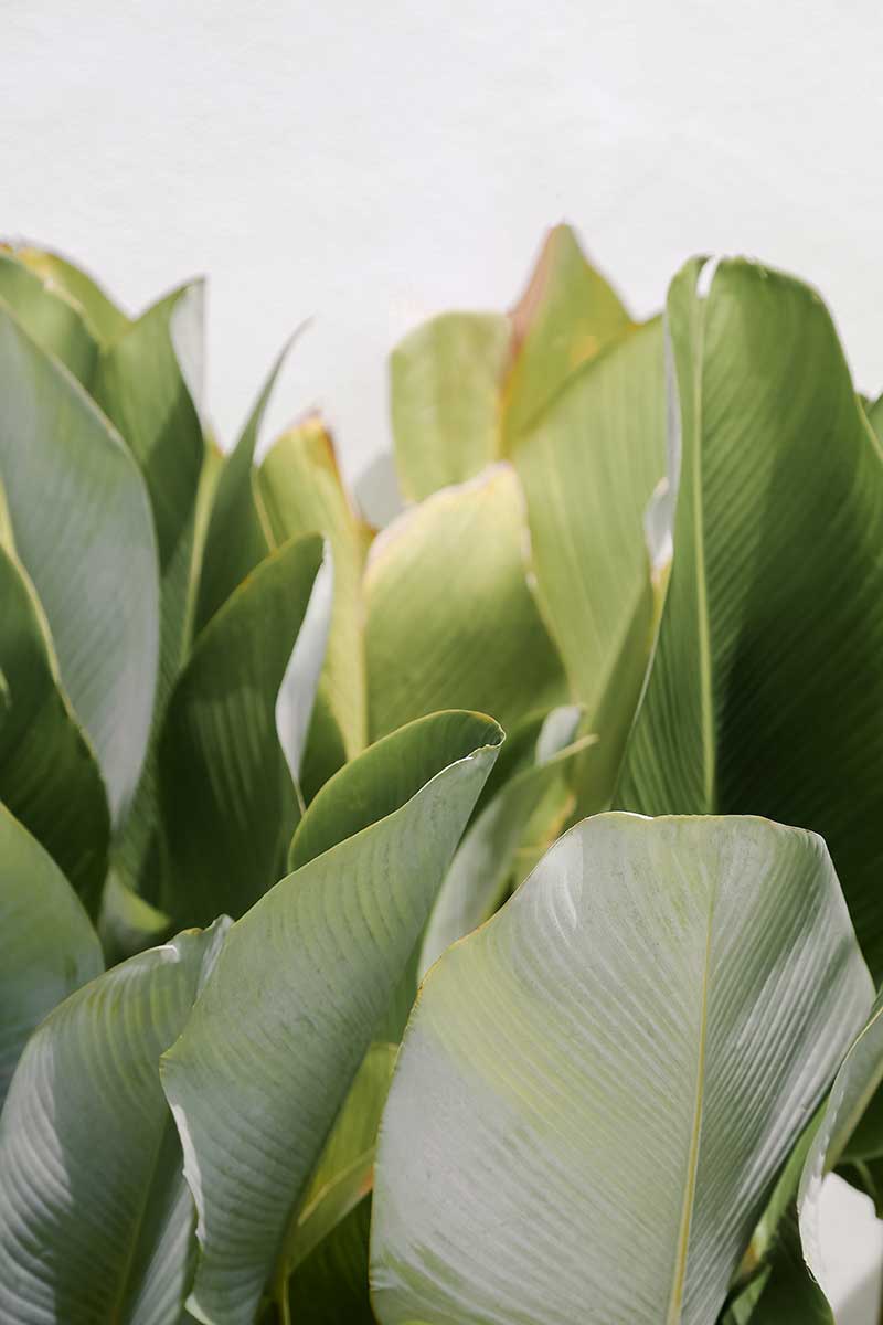 green leaves